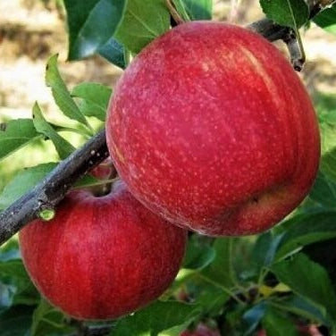 Mar "Prima", Anul 2, 1 Bucata