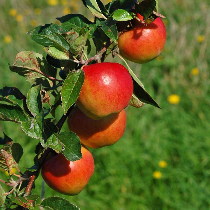 Mar "Prima", Anul 2, 1 Bucata