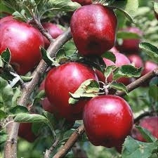 Pomi Fructiferi - Mar Red Delicious - Anul 3 - 1 buc - Pepiniera Romaniei