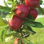 Mar "Red Delicious", Anul 2, 1 Bucata