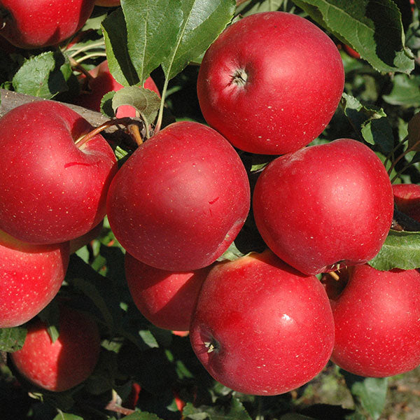 Mar, ''Red Love'', anul 2, 1 Bucata