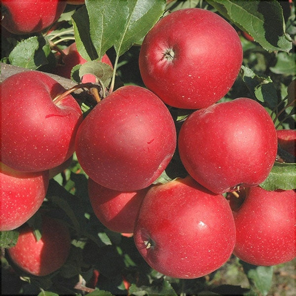 Красные яблоки сорта Mar Red Love на ветке, спелые плоды в саду с листьями