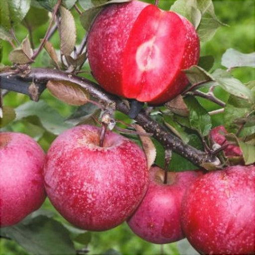 Mar, ''Red Love'', la Ghiveci, anul 2, 1 Bucata