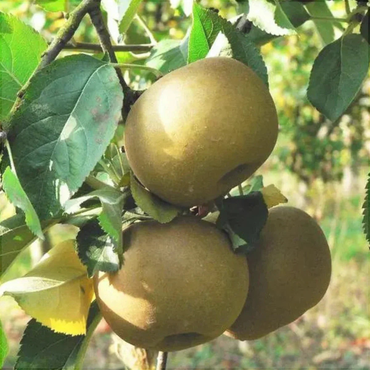 Măr "Renet de Canada", Anul 2, 1 Bucată