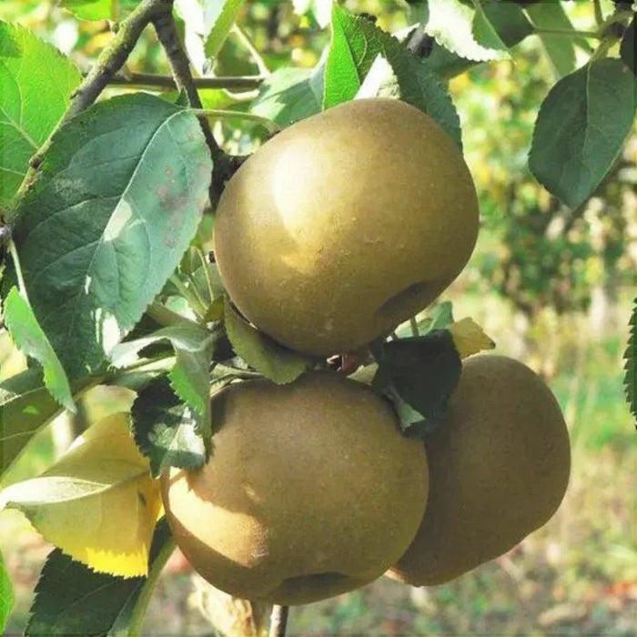 Mar "Renet de Canada", Anul 2, 1 Bucata
