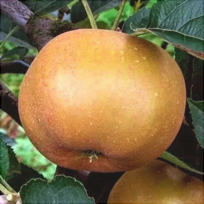 Mar "Renet de Canada", Anul 2, 1 Bucata