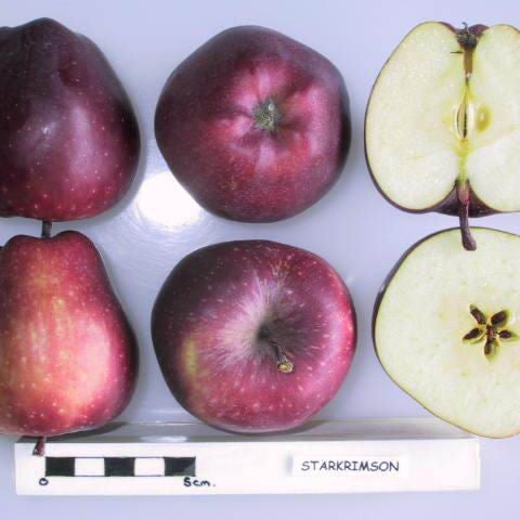 Pomi Fructiferi - Mar Starkrimson - Anul 3 - 1 buc - Pepiniera Romaniei