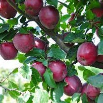 Mar "Starkrimson", Anul 2, 1 Bucata