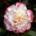 Camellia ''Margaret Davis''
