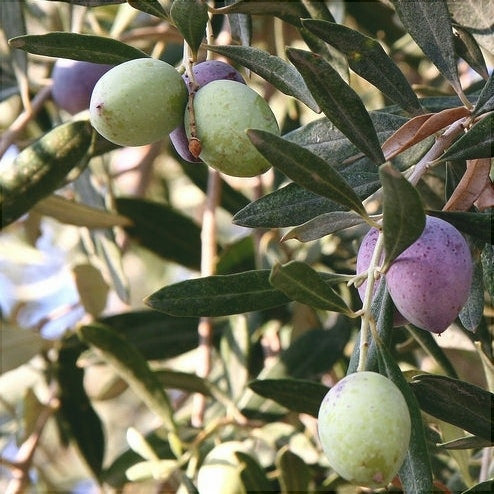 Maslin "Olea Europaea", la Ghiveci de 3L, 1 Bucata