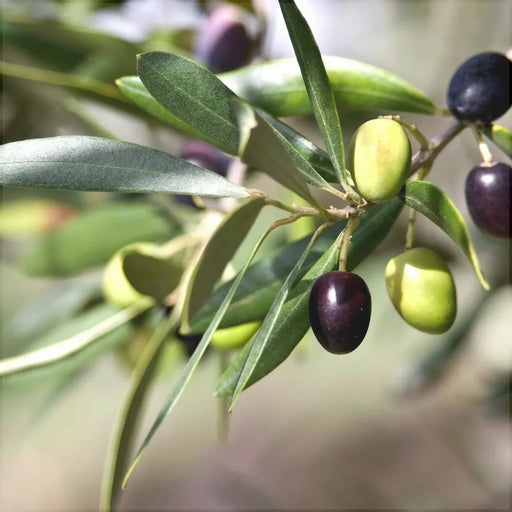 Maslin "Olea Europaea", la Ghiveci de 3L, 1 Bucata