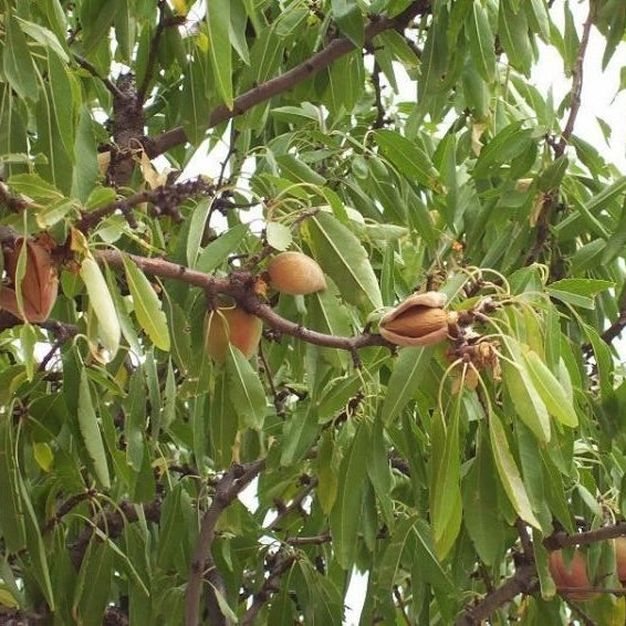 Migdal "Selectie Drajna", Anul 2, 1 Bucata