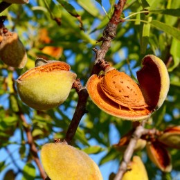 Migdal "Selectie Drajna", Anul 2, 1 Bucata