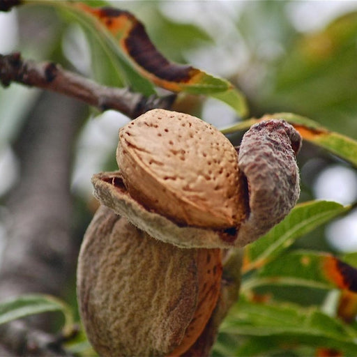 Migdal "Sweet Core", Anul 2, 1 Bucata