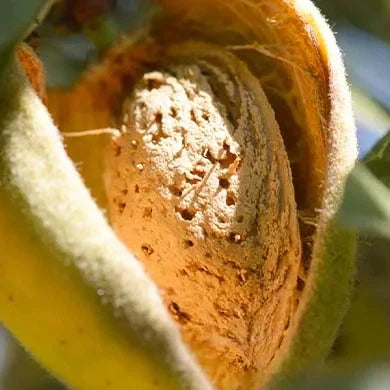 Migdal "Sweet Core", Anul 2, 1 Bucata