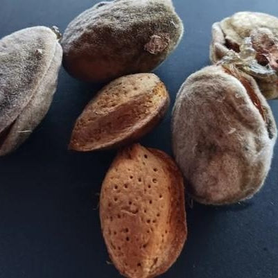 Migdal "Texas", Anul 2, 1 Bucata