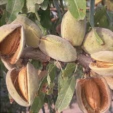 Созревшие плоды миндаля на ветке, раскрытые скорлупы и зеленые листья