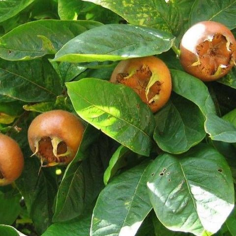 Mosmon, Anul 2, 1 Bucata