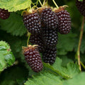 Mur Boysenberry - Pepiniera României