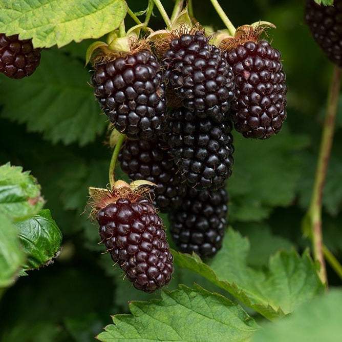 Mur Boysenberry - Pepiniera României