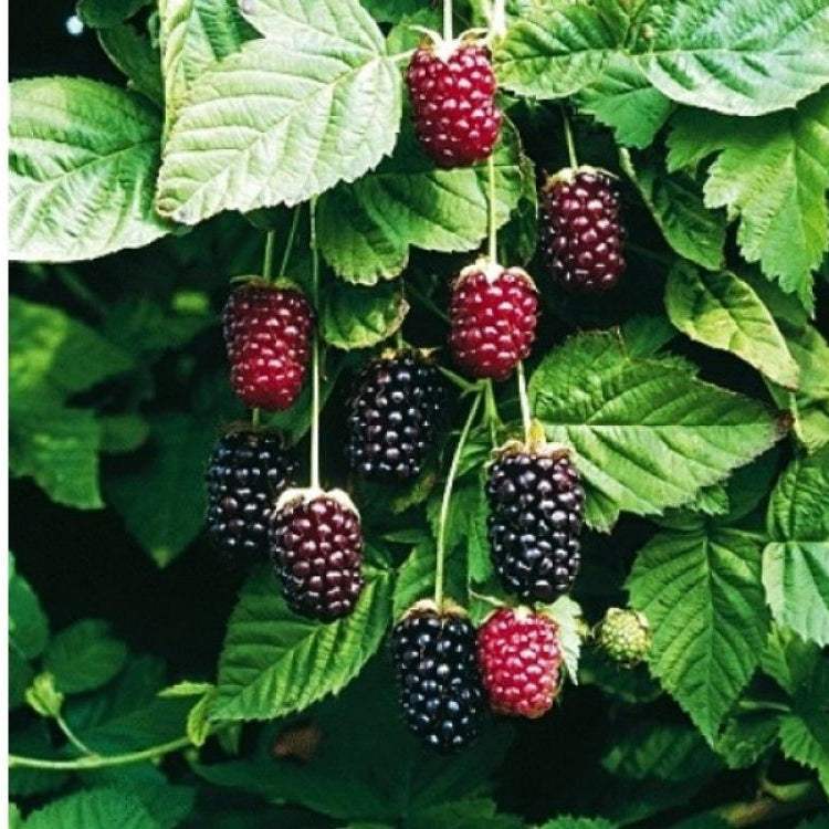 Mur Boysenberry - Pepiniera României 3