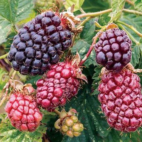 Mur Boysenberry - Pepiniera României 2