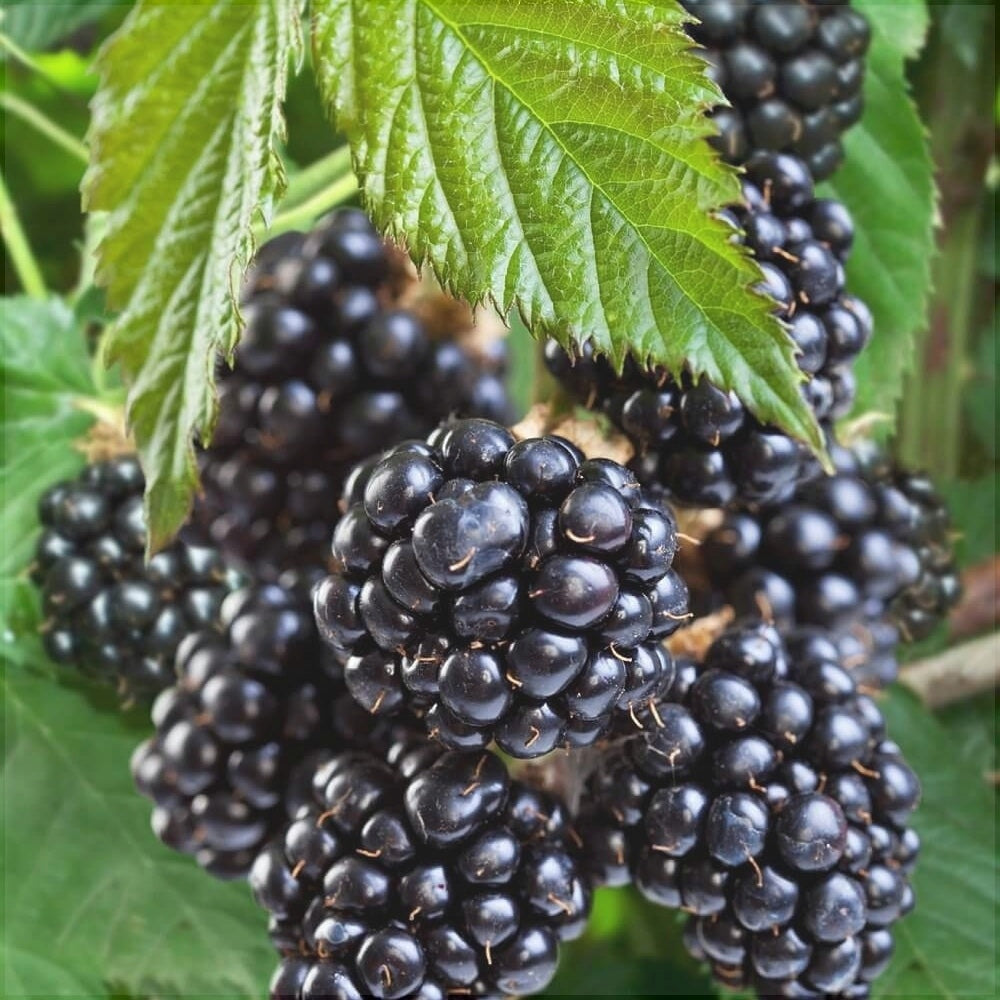 Mur "Navaho Summerlong", Anul 2, 1 Bucată