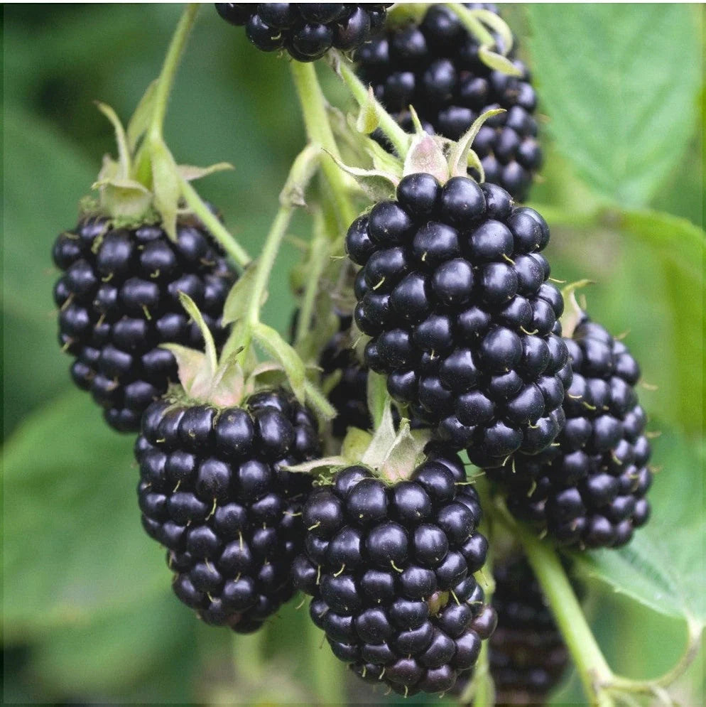 Pachet Mixt Agriș, Coacăz, Mur, Zmeur, Dud, 10 Bucăți