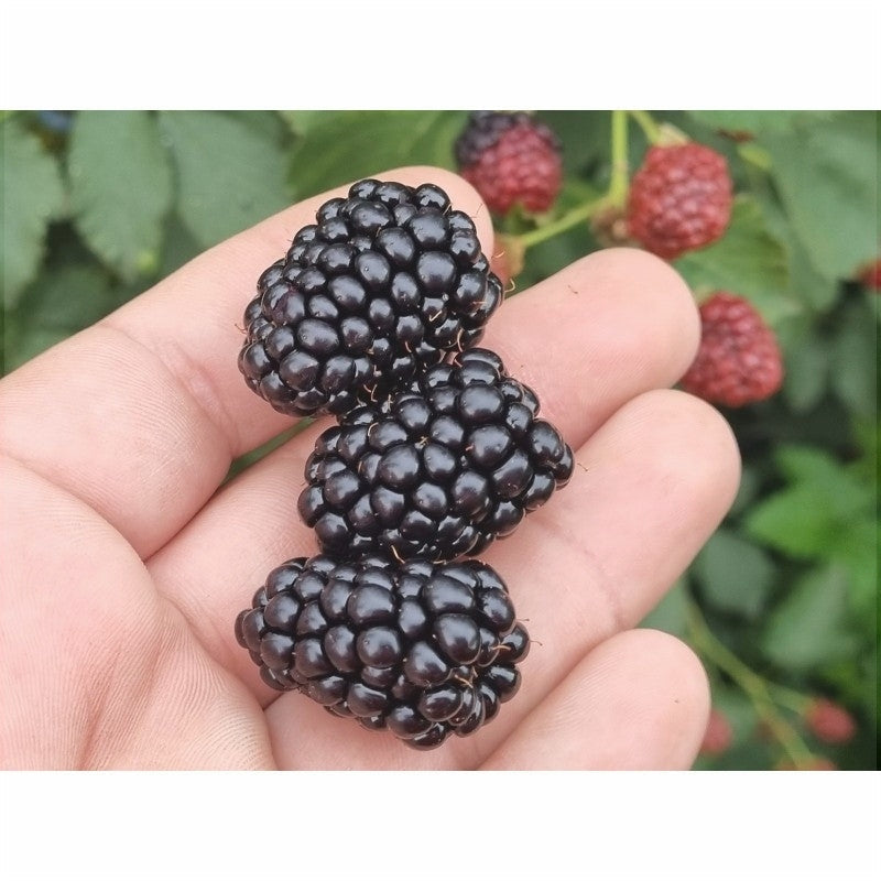 Mur "Navaho Summerlong", Anul 2, 1 Bucată