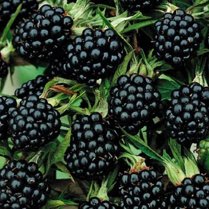 Pachet Mixt 2 Muri, 3 Zmeuri, 5 Bucăți