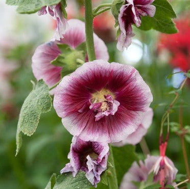 Nalba de Gradina "Alcea Double Cassis"