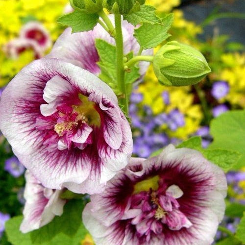Nalba de Gradina "Alcea Double Cassis"