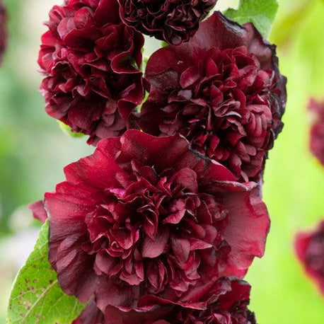 Nalba de Gradina "Alcea Double", Rosu Inchis