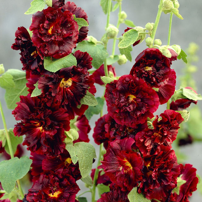 Nalba de Gradina "Alcea Double", Rosu Inchis