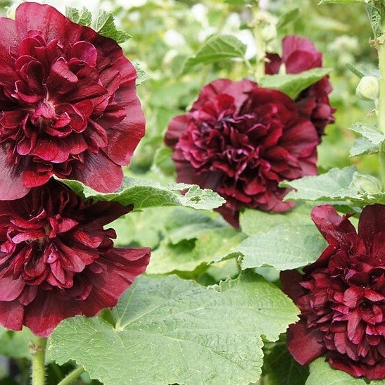 Nalba de Gradina "Alcea Double", Rosu Inchis