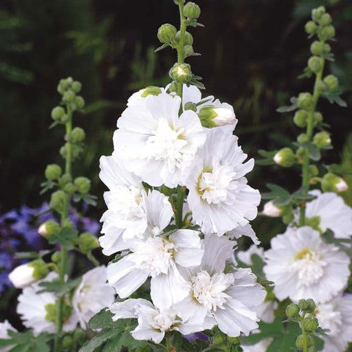 Nalba de Gradina "Alcea Rosea", Alb