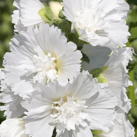 Nalba de Gradina "Alcea Rosea", Alb