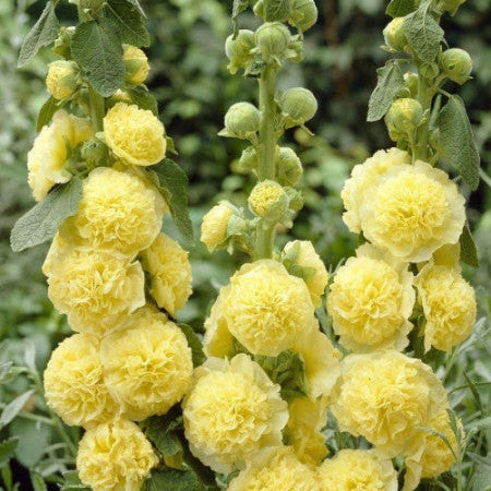 Nalba de Gradina "Alcea Rosea", Galben