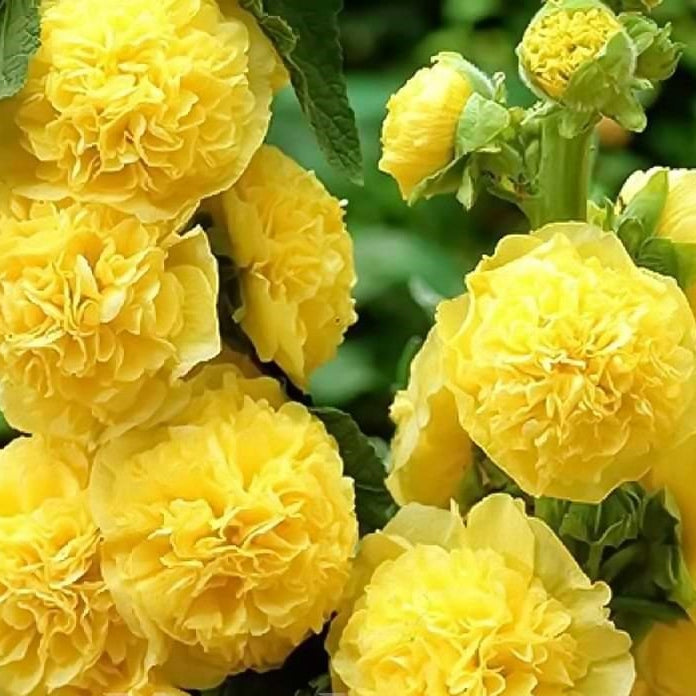 Nalba de Gradina "Alcea Rosea", Galben