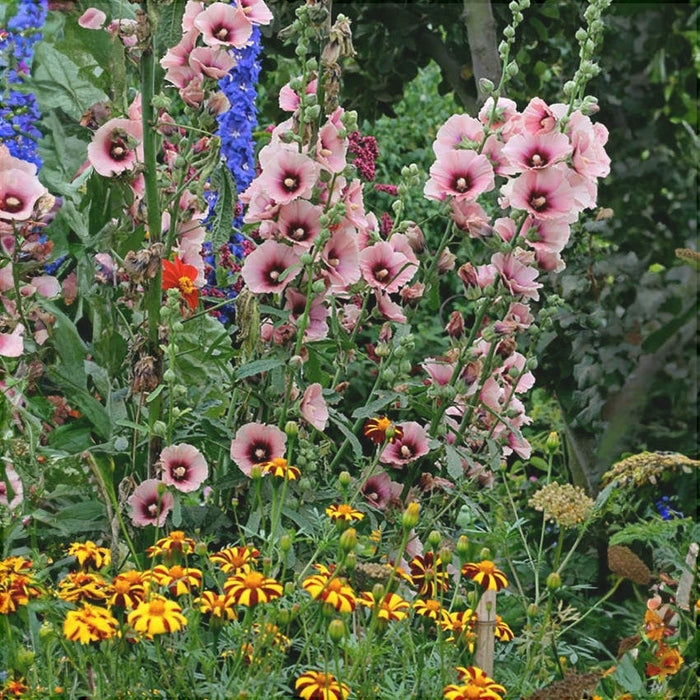 Nalba de Gradina "Alcea Rosea" Halo Apricot