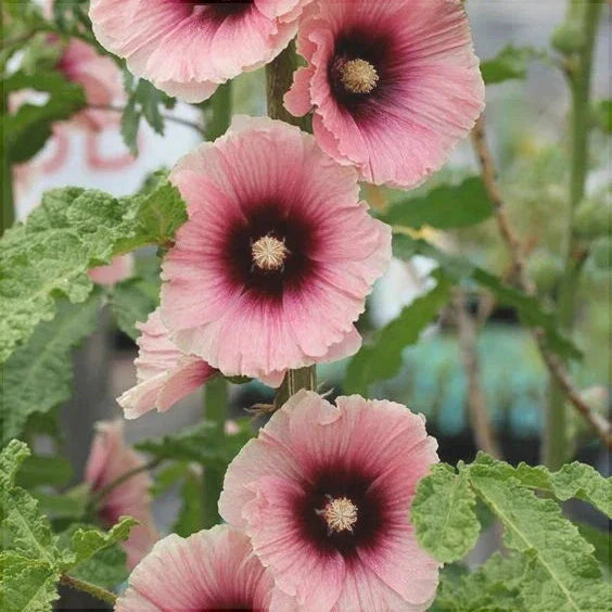Nalba de Gradina "Alcea Rosea" Halo Apricot