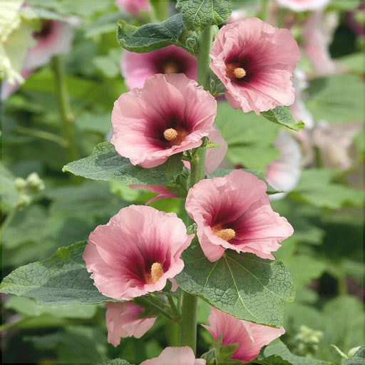 Nalba de Gradina "Alcea Rosea" Halo Apricot