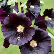 Nalba de Gradina "Alcea Rosea", Negru