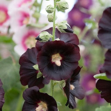 Nalba de Gradina "Alcea Rosea", Negru