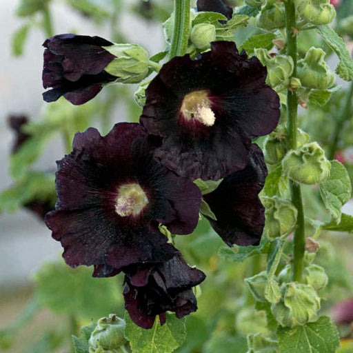 Nalba de Gradina "Alcea Rosea", Negru