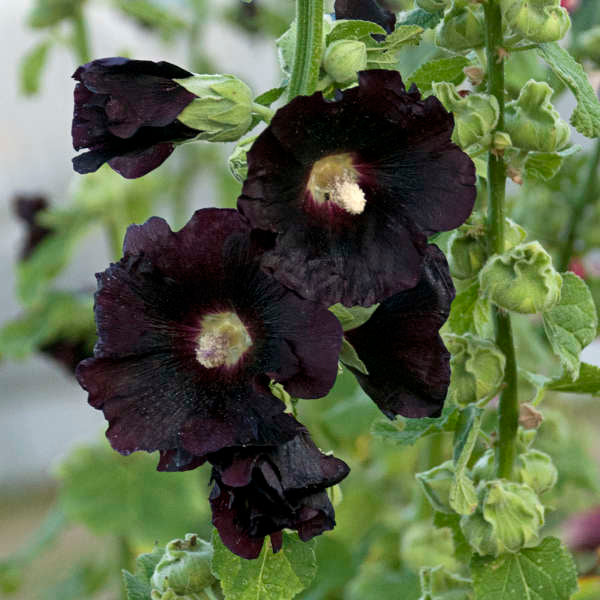 Nalba de Gradina "Alcea Rosea", Negru