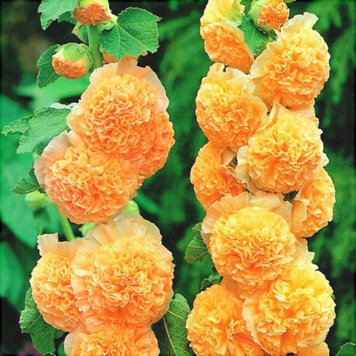 Nalba de Gradina "Alcea Rosea", Portocaliu