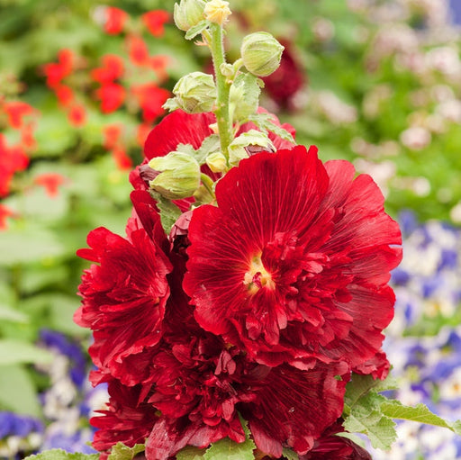Nalba de Gradina "Alcea Rosea", Rosu
