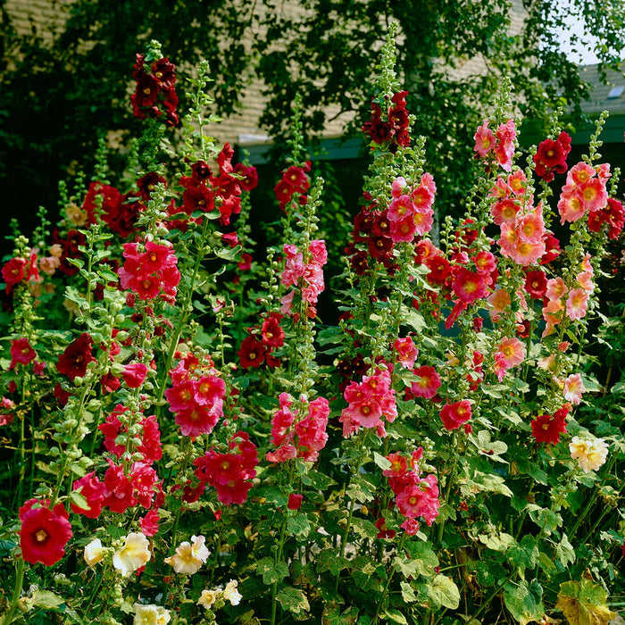 Nalba de Gradina "Alcea Rosea", Rosu