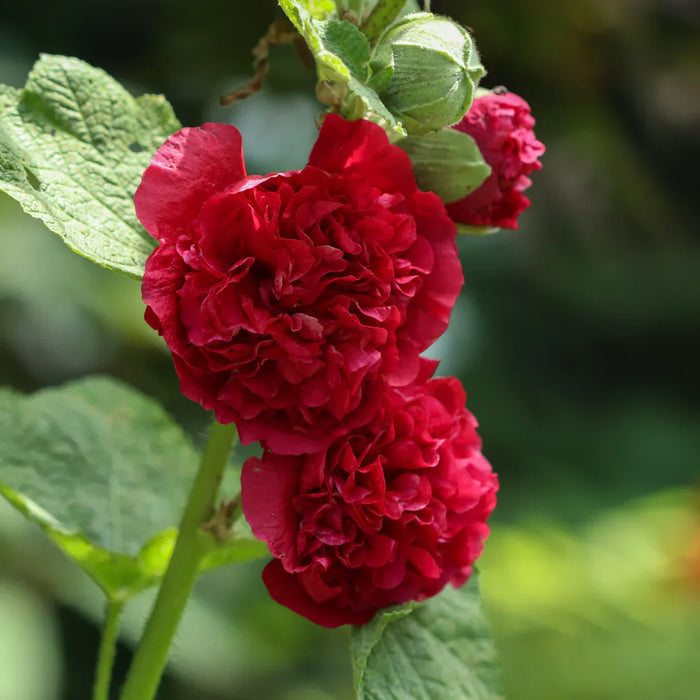 Nalba de Gradina "Alcea Rosea", Rosu